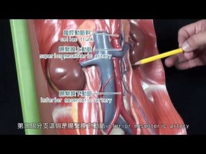 腹腔血管系統