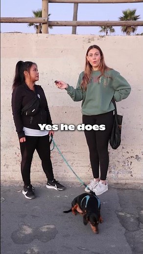 DOG TV is scientifically designed with sounds and visuals your dog will love! 🐶