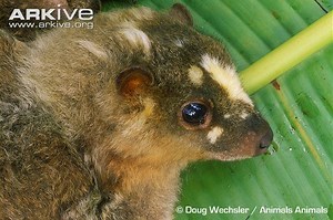 Philippine flying lemur - Alchetron, the free social encyclopedia