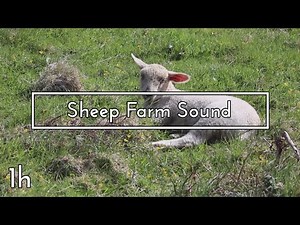 Sheep Farm Sound - 1 hour