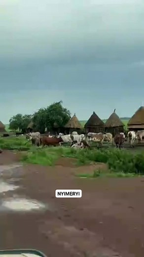 WE STILL LOVING OUR VILLAGE,I WILL ALWAY REMNDING YOU FOR OUR TRADITIONAL SONGS THAT HAS BEEN SANG BY WHITEARMY #faceebooktrend #trendingreelsvideo #activefollowers #viralreeel #Nuer #viewers #reelsvideoシ #fypシ゚viralシ #Gambella #viewersfriendsfollowers | Nyimeryi