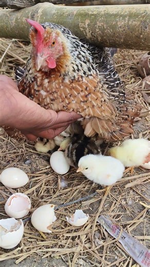 Broody Hen Hatching Eggs – Cute Baby Chicks!🐥🥰 #shorts