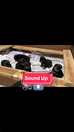 Puppies Finding Their Voice: Adorable Rottweiler Moments