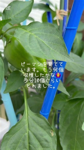 植物達🪴#shorts #癒し #元気になる動画 #おもしろ #家庭菜園 #サボテン #金魚 #メダカ # #サワガニ #ビオトープ #爬虫類 #夏休み #暑い #人気