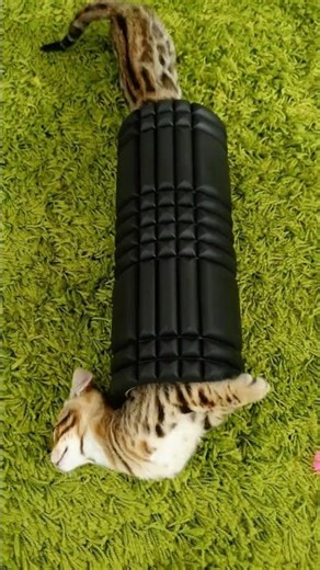 Foam Roll Demo LOL 🥳 you get out what you put in! #catlovers #catshorts #funnycats #felinethrowback