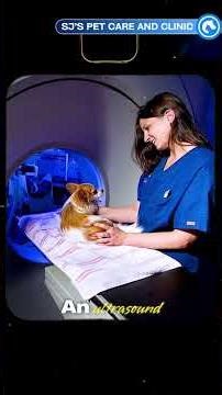 Splenic Removal in Pets: What Every Pet Parent Should Know