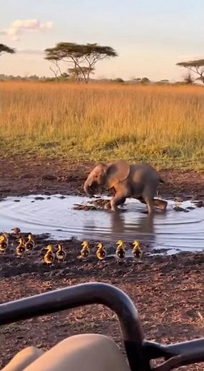 Baby Elephant Tries to Impress a Flock of Ducklings 🐘🦆 | Cutest Playtime Ever!