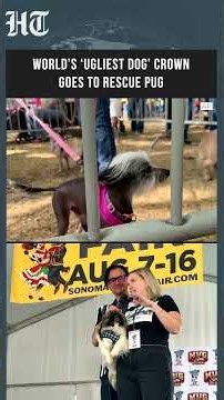 Rescue Pug Jinny Lu Wins World’s Ugliest Dog Contest In California #shorts