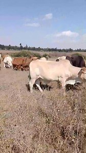 2.8K views · 46 reactions | Open grazing in areas where there is plenty of grazing land is recommended as the backgrounding stage for feedlot bulls till they reach about 280kg, live weight. They are then transferred to the feedlot for finishing. Here intensive feeding is administered to ensure the bulls clock 350kg to 400kg within two months | African Farm Resource Centre | Facebook