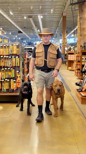 527K views · 8.9K reactions | Is the Boerboel Right for You? #dog #boerboel #southafricanboerboel #puppy #dogs #doglover #boerboels #fyp #dogmom #dogsofinstagram #dogoftheday | American Standard Dog Training | Facebook