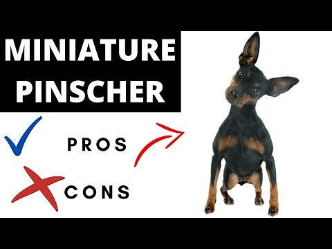 Miniature Pinscher Pros And Cons | Should You REALLY Get A Miniature Pinscher?