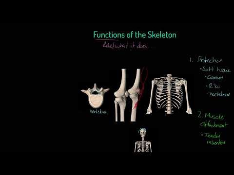 Edexcel GCSE PE - Functions of the Skeleton