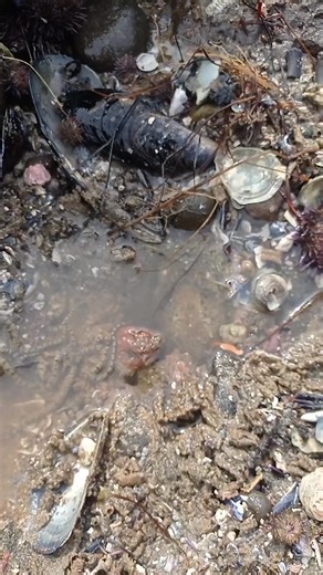Captura del Pulpo: Aventura de Pesca