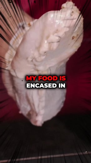 Can Maggots Differentiate Between Live Flesh and Dead Flesh?