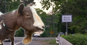 Sesame stays: Owners can keep senior goat at center of neighborhood controversy, board rules