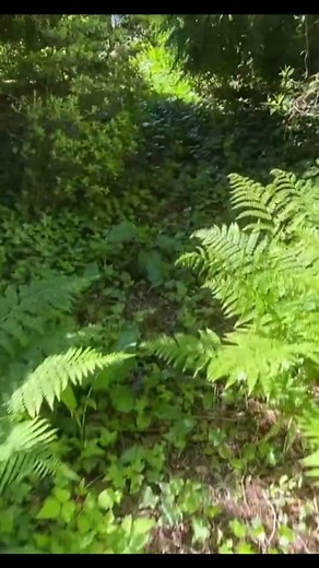 DIY Wooden Walkway! #diy #alwayslearning #exteriordesign #walkway #learnontiktok