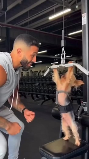 742K views · 209 reactions | Leo in the gym working out  DM AI to learn or partner up for your business  #yorkieoftheday #yorkielifestyle | Sumogrowth AI Mayhem | Facebook