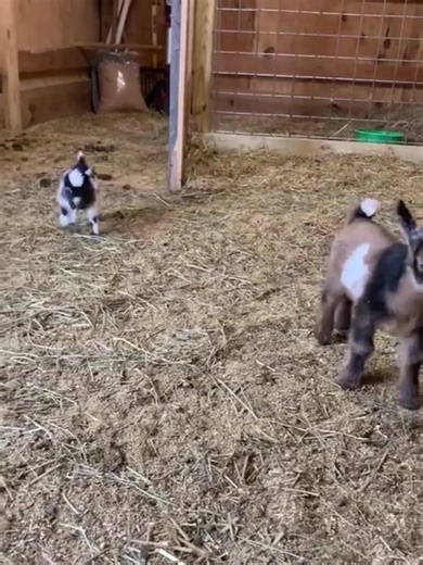 As with all goats, Nigerian Dwarf goats do not require much in the way of care. They can thrive with simple housing, fresh water, and a balanced goat feed. Providing them with plenty of room to graze on good grass and brush also makes for a better herd. #goattok #farmtok #nigeriandwarfgoatsoftiktok #minigoat #babygoatsoftiktok