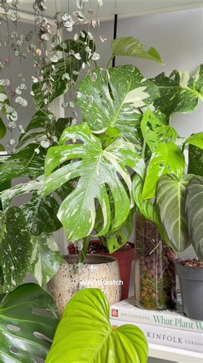 DIY Leaf Shine for Houseplants