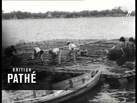 Japanese Pearl Fishing (1946)