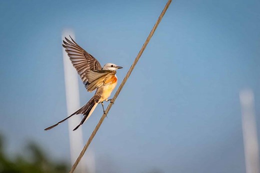 Scissor-tailed Flycatcher