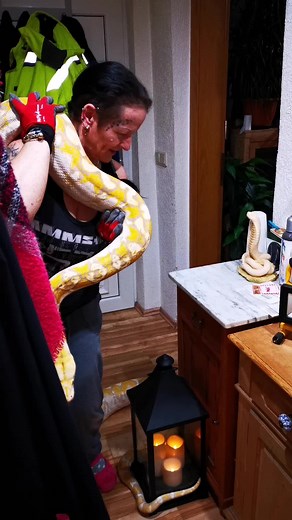 Wer nicht nach Hause will, wird nach Hause gebracht bzw geschleppt. Ramona@schlangenmama mit Lilly purple Albino Retic #netzpython #schlange