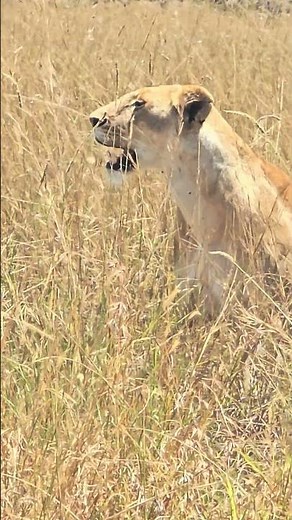 Explorar Animales Salvajes de África: El Mundo Oculto de la Sabana.