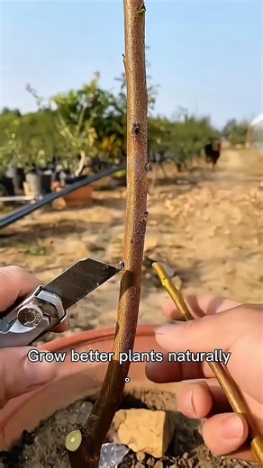 Watch How Grafting Transforms This Plant #UsaGardening #AmericanGarden #GardenTipsUSA