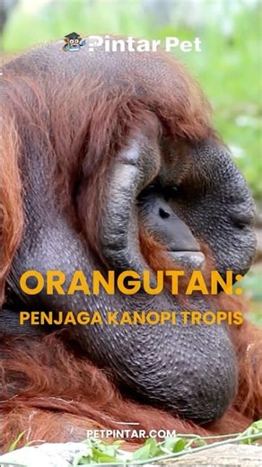 Learn the facts about #orangutans in the wild #smartpets #wildanimals #wildlife #wildanimals #ora...