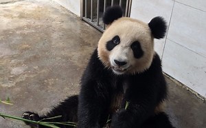 大熊猫苏星跑步超萌~大耳朵忽闪忽闪~~~