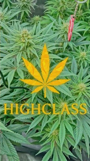 4 Strains Update 🌿 Tag 58 | Mandarin Jam | Danceworld | Blue Gelato | Big Bud