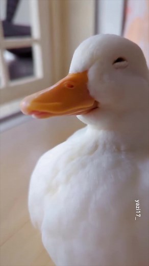 9GAG: Go Fun The World | rerorerorerorero 📹 @yazi17_ - #duck #9gag | Instagram