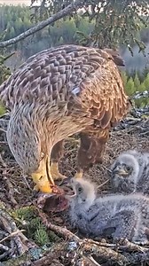 [ E#1033] - Review bird nest family daily life in their nest | Review mother birds bring food to feed her chicks in the nest!! #reviewbirdnest #birdslover #naturelovers #birdsounds #birdschirping #birdsofinstagram #birdlife #birds #birdswatching #birdsnest #wildbirdsphotography #birdsforest | Bird Plus Nature