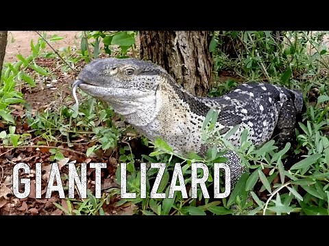 Rock Monitor Lizard - South Africa - CLOSE ENCOUNTER
