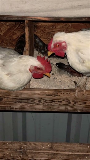 Snake Caught Eating Eggs in the Chicken Coop… and they Don’t Care 😂