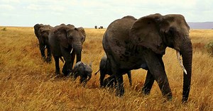 Elephant Deterrent Made From Bee Pheromones Could Give Farmers a Boost