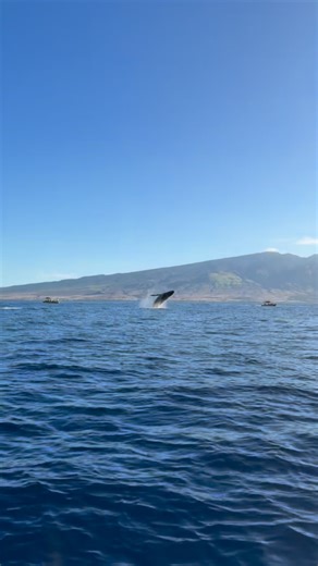 Hawai’i Ocean Rafting | Big whales, little rafts! Can you see the little rafts in the background of these active humpbacks we encountered off Lahaina? Videos :... | Instagram