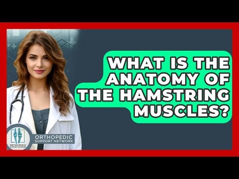 What Is The Anatomy Of The Hamstring Muscles? - Orthopedic Support Network