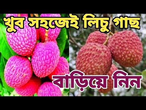 What to do with litchi trees in November. Be sure to do this litchi tree care at the beginning of...