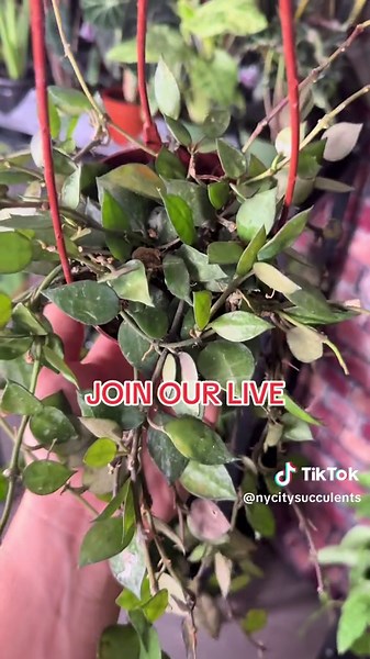 Join Our Crazy Thursday Live Plant Event