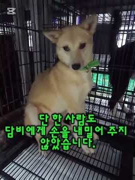 8월 6일 안락사 시행내일이면 담비(126번)는 이젠 이 세상에 없어요.담비도 살고 싶어요. 살려주세요.#밀양보호소 #담비 #안락사