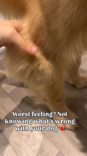 EllieTheGoldenGirl on Instagram: "Yup, now she’s decided not to eat and suddenly loose loads of weight and lump is still there, she has bursts of energy but not as near as she had before 😭 going to the vet tomorrow."