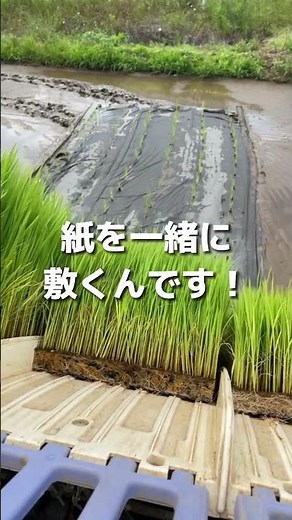 無農薬でお米を作る工夫！ #農家 #農業 #無農薬 #オーガニック #稲作 #お米作り #福渡
