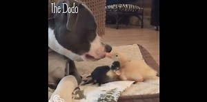 405K views · 10K reactions | This family does absolutely everything together. (via The Dodo) Follow Jake and the whole pack at: thedo.do/jake. | HuffPost Life | Facebook