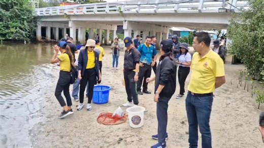 The Phetchaburi Provincial Fisheries Department and the Pak Khlong community, Cha-am District, Phetchaburi Province, jointly organized an activity to enter the canals and eliminate black-chin tilapia from natural water sources within the Pak Khlong community behind Wat Neranchararam on September 9. This was done to prevent the black-chin tilapia from swimming out to sea in the Cha-am beach tourist area. Approximately 300 kilograms of black-chin tilapia were caught. #tilapia #phetchaburi #thailan