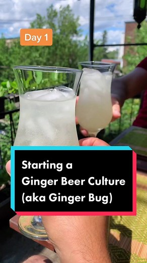 Making an active ginger beer culture (ginger “bug”) for homemade ginger beer #gingerbeer #gingerbug #gingerbugtutorial #ginger #fermenteddrinks #wildfermentation #fermentation