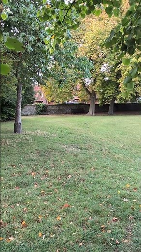 Two squirrels chasing each other in the evening. #squirrel #nature