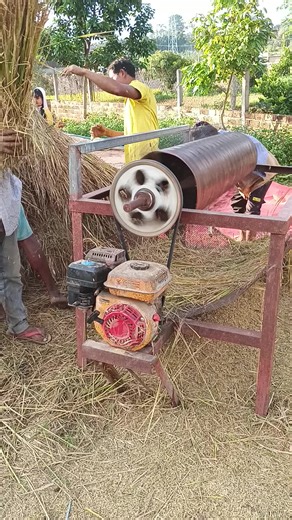 Traditional Grain Threshing Process in Rural Settings