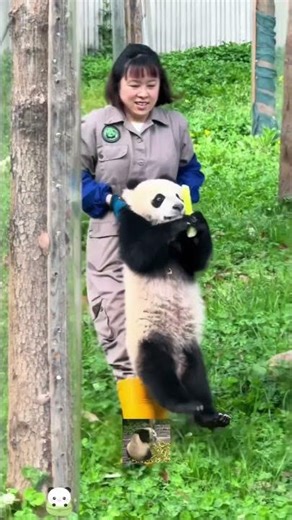 Funny :panda and keeper funny moments #panda#cute#funny