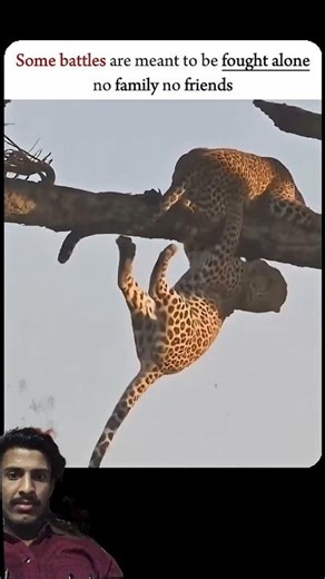 Cheetahs vs Tigers: The ULTIMATE Speed Showdown